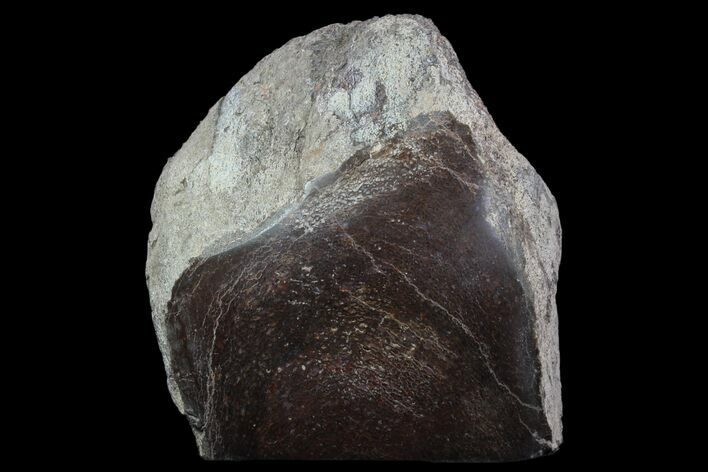 Polished Dinosaur Bone (Gembone) Section - Colorado #86794